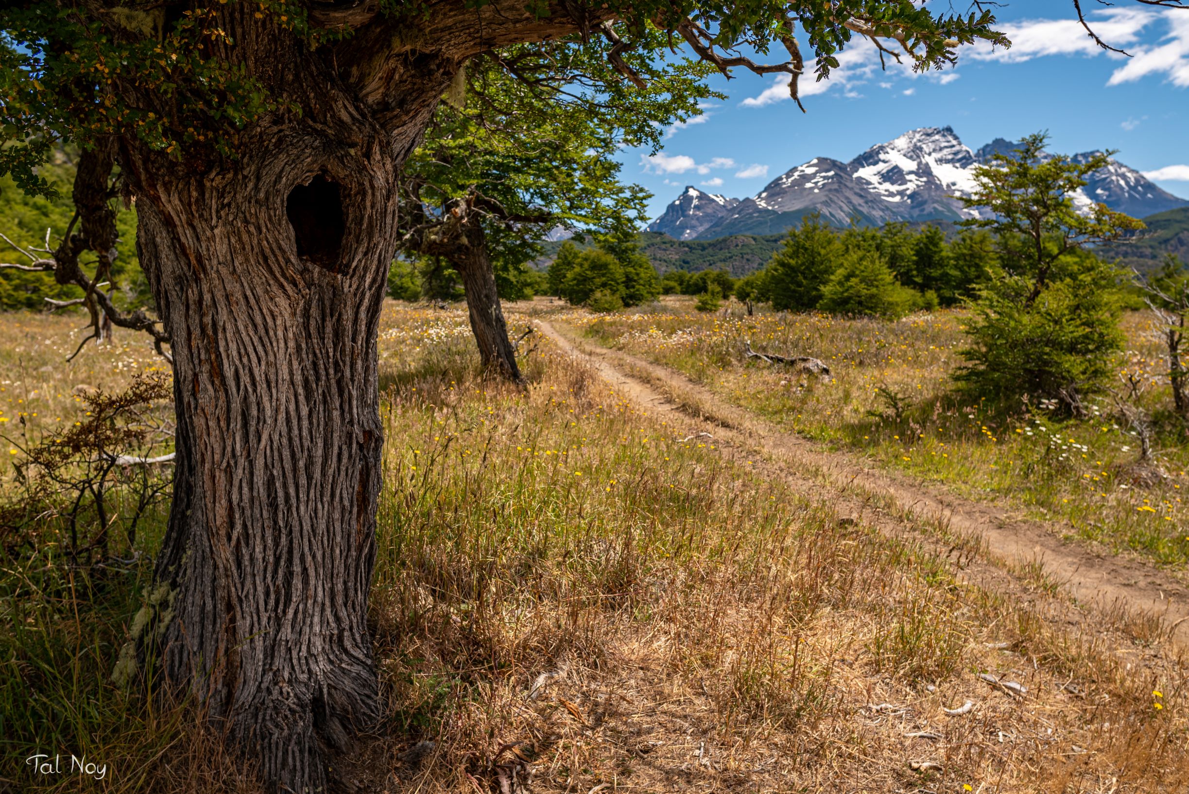A unique tree framing the trail leading to the mountains on the Torres del Paine circuit, Chile